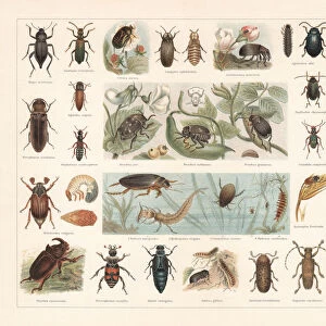 Beetle Collection: Bark Beetles