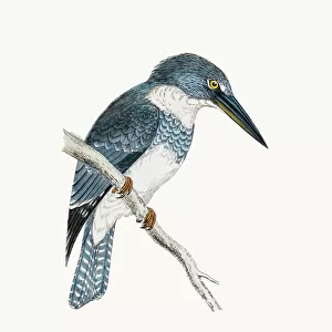Kingfishers Collection: Belted Kingfisher