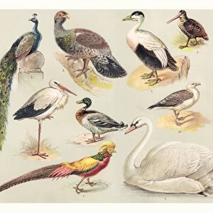 Storks Collection: Marabou Stork
