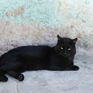 Black Cat Resting Against A Blue-Grey Wall