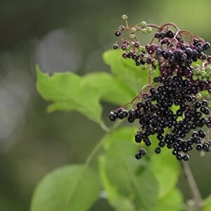 Black Elderberry -Sambucus nigra- fruit cluster with leaves, Lindlar, North Rhine-Westphalia, Germany, Europe