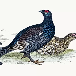 Awe-Inspiring Bird Prints: Game Birds
