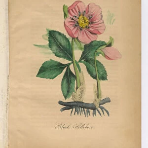 Black Hellebore Victorian Botanical Illustration