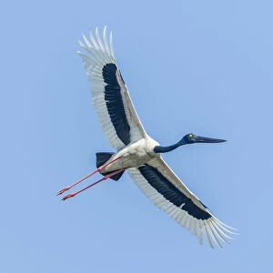 Storks Collection: Black Necked Stork