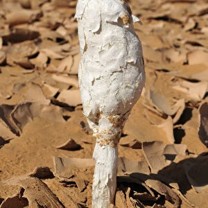Black Powderpuff -Podaxis pistillaris-, wild mushroom growing in the desert of Adrar Tekemberet, Immidir, Algeria, Sahara, North Africa