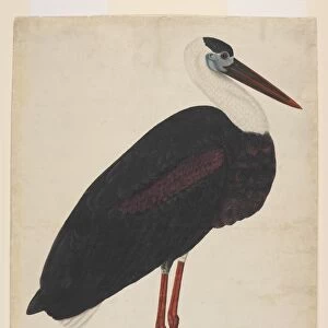Storks Collection: Woolly Necked Stork