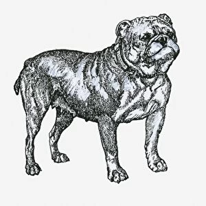 Black and white illustration of a bulldog