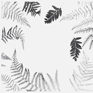 Black and white illustration of various dried leaves including ferns