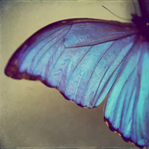 Blue wing