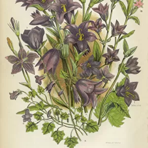 Bluebells, Bell Flower, Ivy, Creeping, Victorian Botanical Illustration