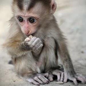 Bonnet macaque -Macaca radiata-, baby monkey in captivity, Laos, Southeast Asia