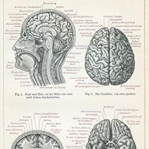 Brain anatomy engraving 1895