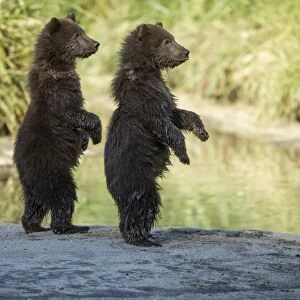 Brown Bear Cubs, Katmai National Park, Alaska