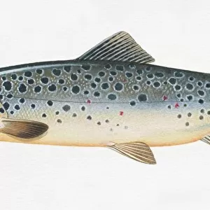 R Collection: Rainbow Trout