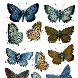 Butterfly Art Prints: Adonis Blue