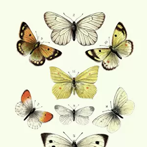 Butterfly Art Prints: Brimstone