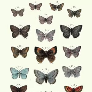 Butterfly Art Prints: Brown Argus