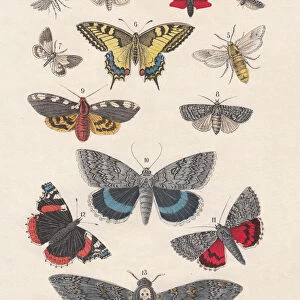Butterfly Art Prints: Brown Hairstreak