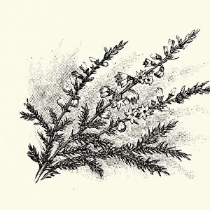 Calluna vulgaris, common heather, ling, Botanical art print