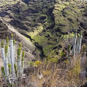 Canary Island Spurge -Euphorbia canariensis-, gorge on the Camino del Poris, route to Pirates Cove, Tijarafe, La Palma, Canary Islands, Spain