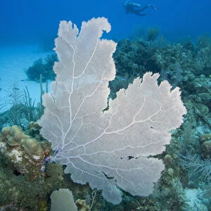 Caribbean Sea, Cayman Islands, Little Cayman Island, Bloody Bay Wall, scuba diver swimming near coral reef