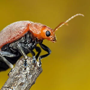 Beetles Collection: Elm Leaf Beetle
