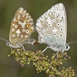 Chalkhill Blue butterflies -Lysandra coridon-, copula, left female, right male, Neresheim, Baden-Wuerttemberg, Germany, Europe