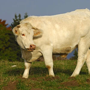 Charolais beef cattle on a mountain pasture, France, Europe