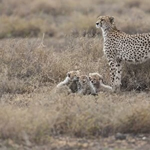 Cheetahs -Acinonyx jubatus-, female cheetah with cubs, Serengeti, Tanzania