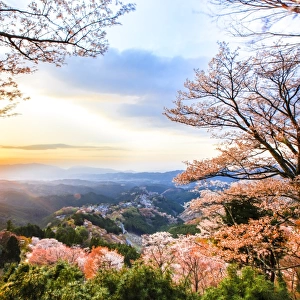 Cherry blossoms at Mount Yoshino