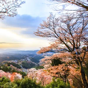 Cherry blossoms at Mount Yoshino