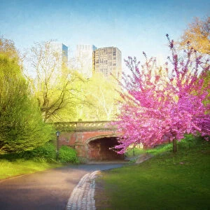 Cherry Blossoms, Spring, Bridge and Central Park, NYC