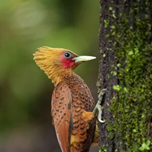 Woodpeckers Collection: Chestnut Colored Woodpecker
