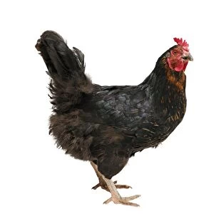 Chicken (Gallus gallus domesticus), hybrid Australorp hen