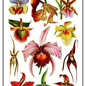 Chromolithograph illustration of orchids (Orchidaceae)