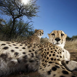 Close up of cheetah (Acinonyx jubatus) looking at camera
