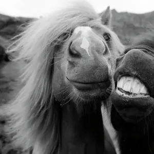 Close up of faces of horses