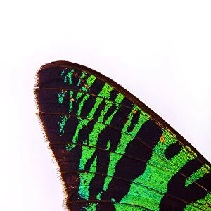 Close-up detail of butterfly wing