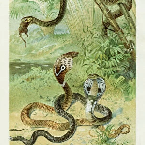 Cobra snake chromolithograph 1896