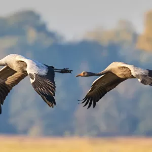 Common Crane in Flight