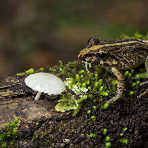 Common Rain Frog