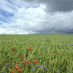 Corn field with Corn Poppies -Papaver rhoeas- and Cornflowers -Centaurea cyanus-, cloudy sky with clear and stormy patches