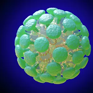 Coronavirus Structure Illustration