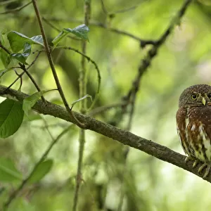 Owls Collection: Costa Rican Pygmy Owl