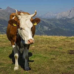 Cow in mountain scenery, Bern Canton, Switzerland