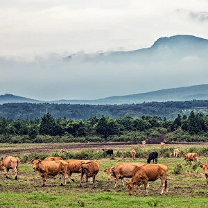 Cows Grazing under Mt. Hallasan, Jeju Island