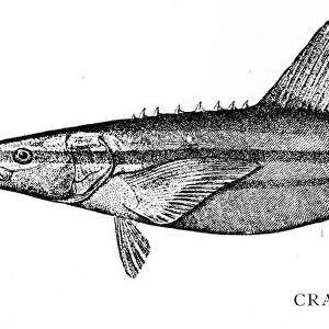 C Collection: Cobia