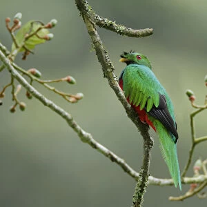 Trogons Collection: Crested Quetzal