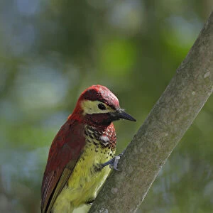 Woodpeckers Collection: Crimson Mantled Woodpecker