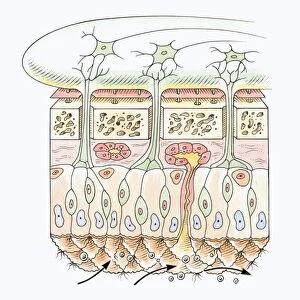 Cross section illustration of human olfactory system